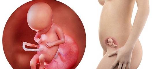 32 неделя беременности: признаки и ощущения женщины, симптомы, развитие плода