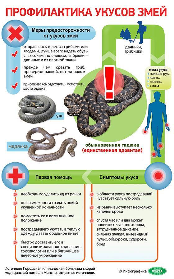 Первая помощь при укусе ядовитой змеи – блог – курсы первой помощи с plusodin.info
