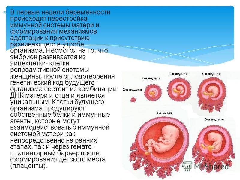 Шеечная беременность - симптомы, лечение, причины болезни, первые признаки