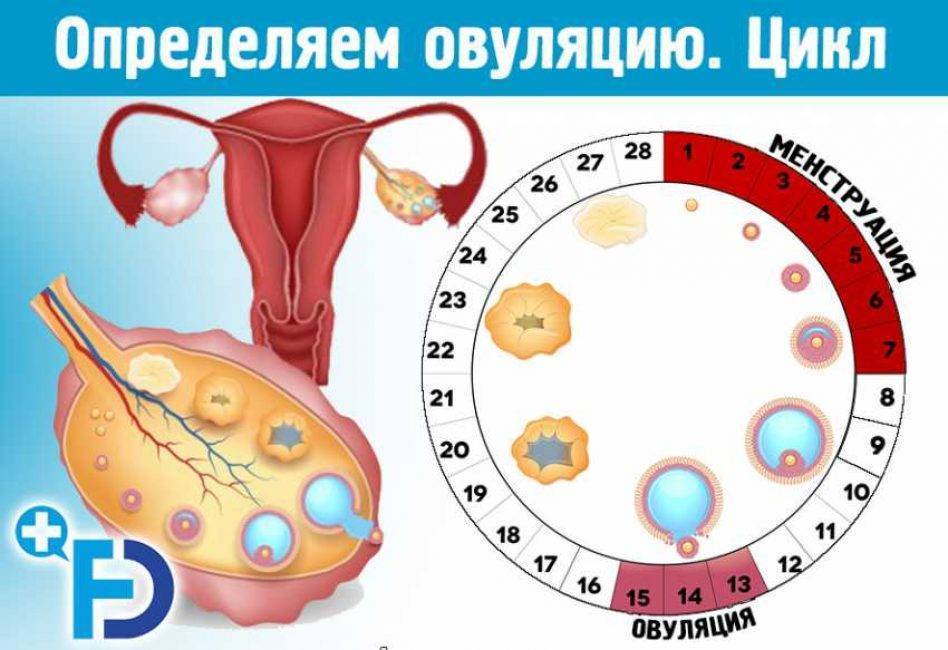 Естественная контрацепция. как избежать беременности без противозачаточных средств