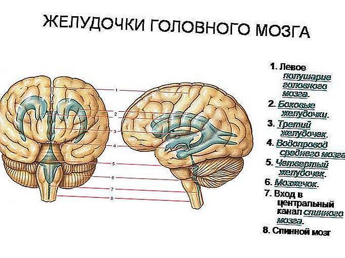 Желудочки головного мозга — большая медицинская энциклопедия