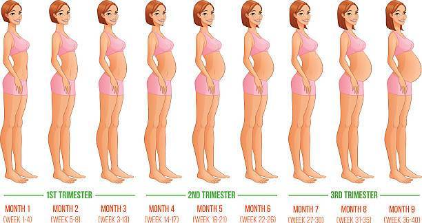 Шестой месяц беременности   | материнство - беременность, роды, питание, воспитание