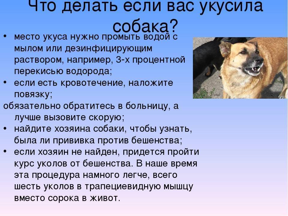 Нагноение, бешенство, столбняк: как помочь ребенку после укуса собаки - новости yellmed.ru