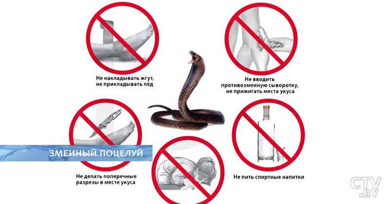 Правила поведения при укусах змей | гбуз республики крым