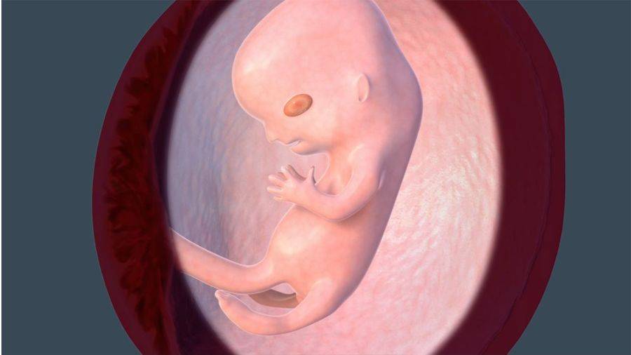 9 неделя беременности: что происходит симптомы развитие плода
