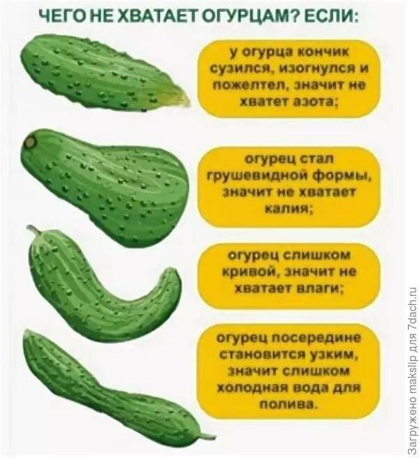 Что есть при грудном вскармливании