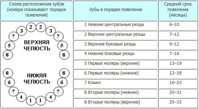 Нумерация зубов в стоматологии. сегменты челюсти.