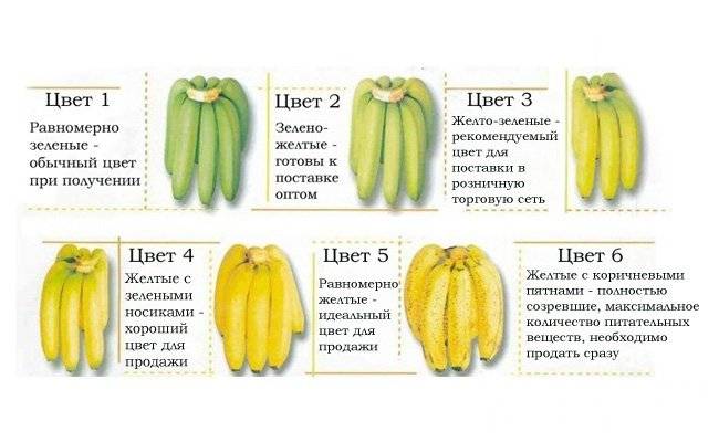 Сушеные бананы при грудном вскармливании: можно ли есть, когда продукт запрещен при гв, какую опасность он может представлять?