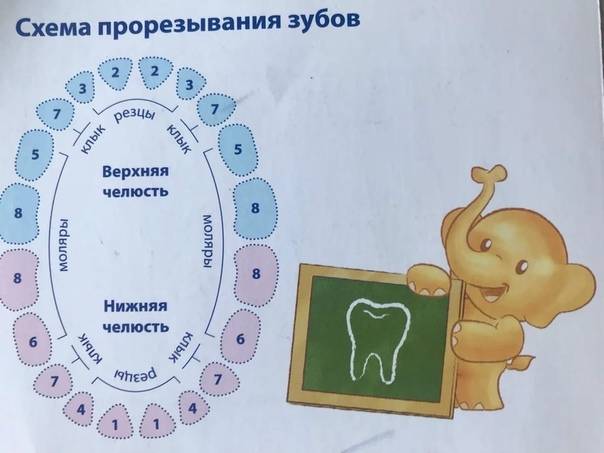 Как лезут передние верхние зубы у детей?