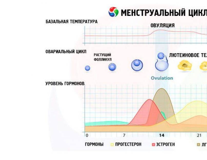 За сколько дней до овуляции можно забеременеть: вероятность зачатия за 2, 4, 5, 6 суток | признаки | vpolozhenii.com