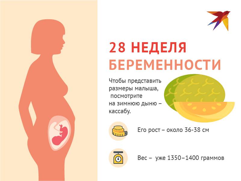 Восьмая неделя беременности: признаки, что происходит с ребенком, фото плода на узи; боли, выделения, температура – тревожные симптомы