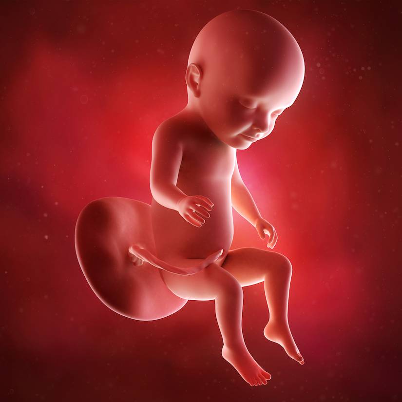 Как выглядит ребенок в 30 недель в утробе фото
