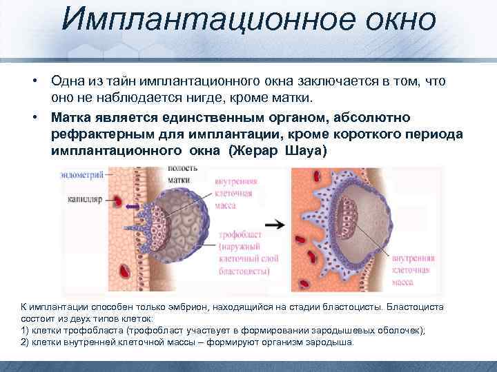 Выделения при имплантации эмбриона в матку фото