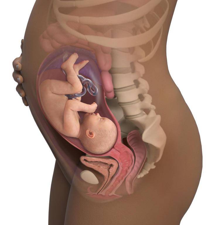 Расхождение костей таза при беременности | «юнона»