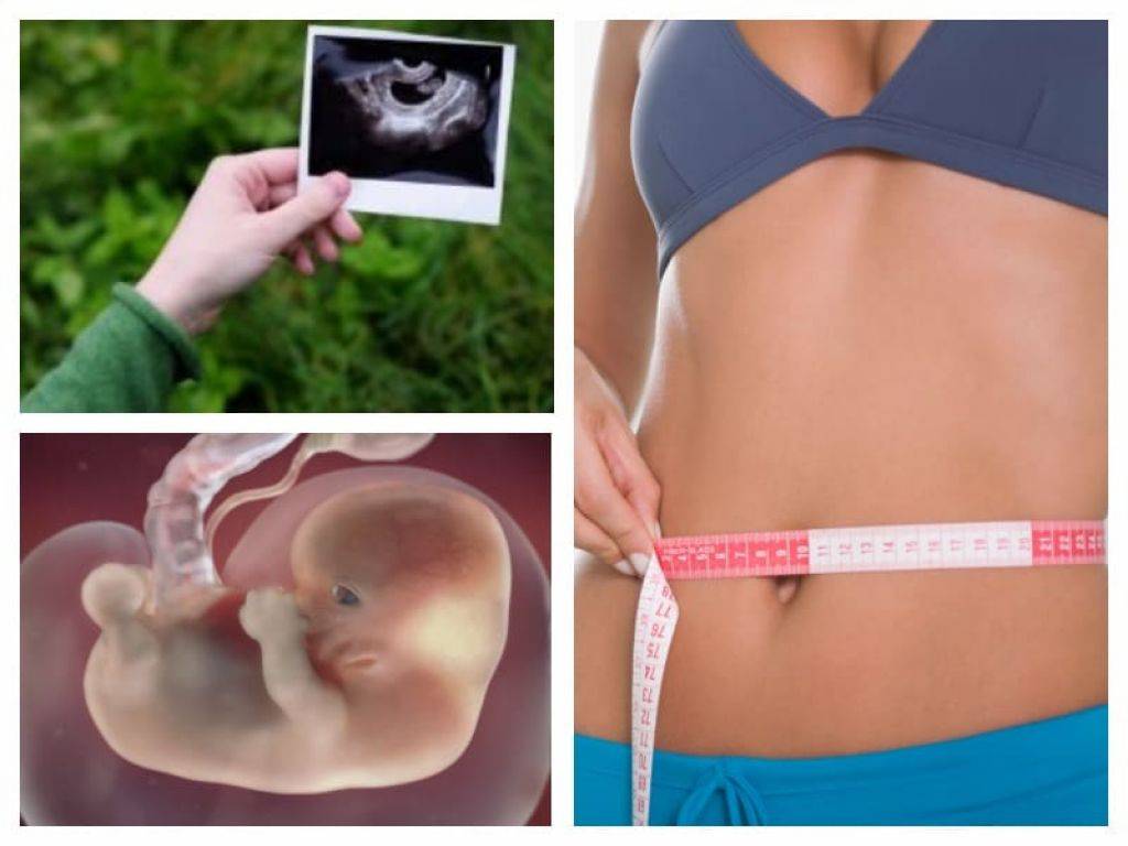 8 недель беременности вторая беременность. Ребёнок на 8 неделе беременности. 8 Акушерская неделя беременности. Ребенок на 8 акушерской неделе.