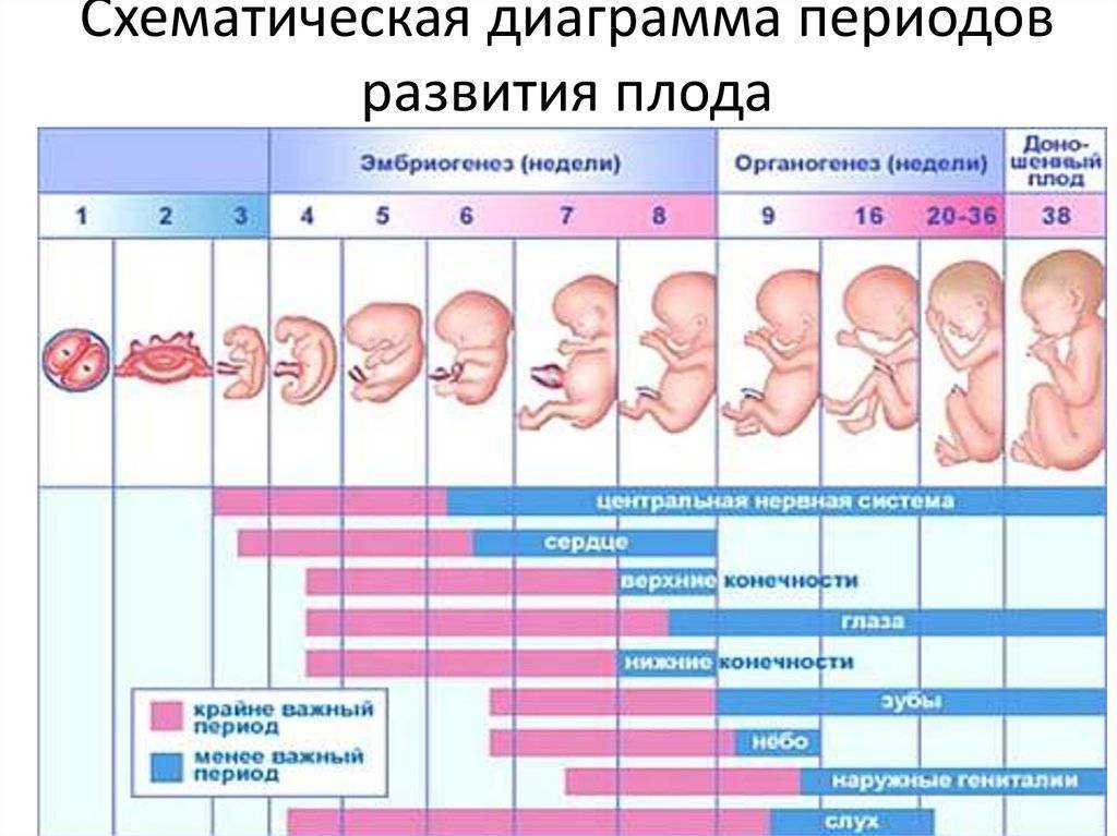 Живот во время беременности: от чего зависит размер и форма?