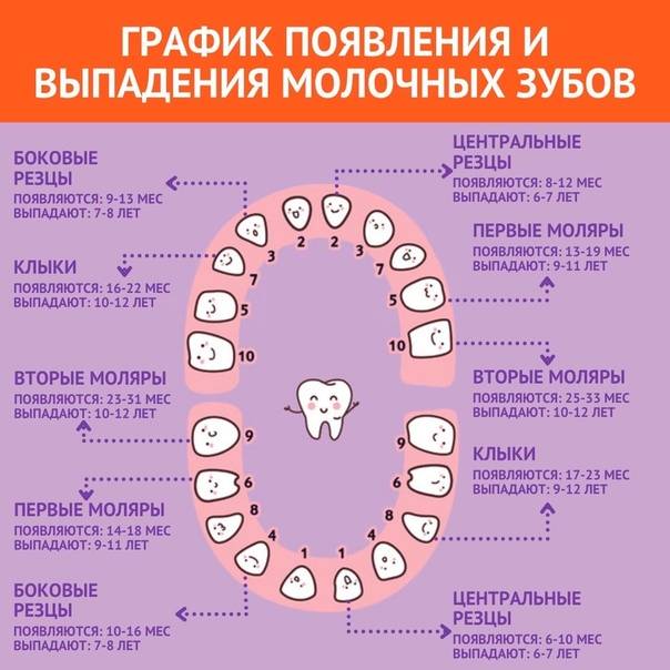 В каком возрасте выпадают молочные зубы у детей схема верхние и нижние