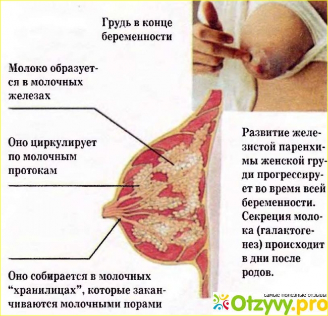 Грудь во время беременности