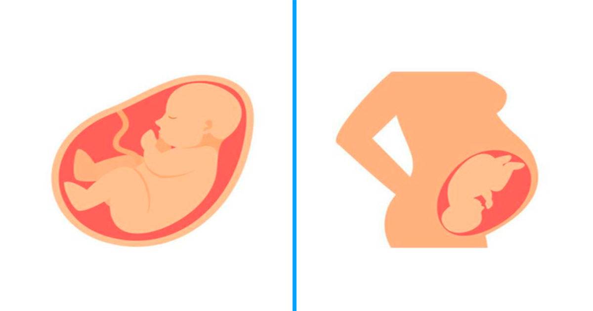 Это просто удивительно! любопытные факты о беременности и родах. «во время беременности появятся растяжки». каждый день на весах