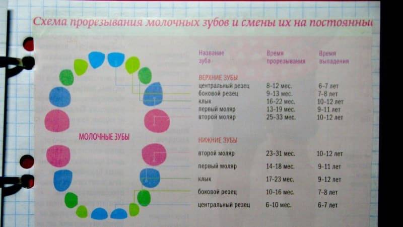 Схема смены зубов по возрасту