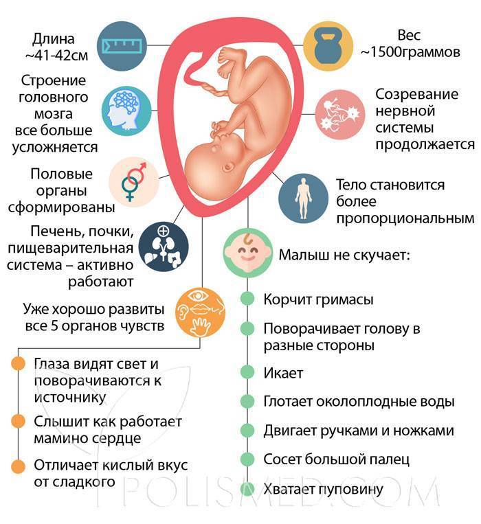 31 неделя беременности – что происходит, развитие плода, вес ребенка и живот на тридцать первой неделе беременности - agulife.ru