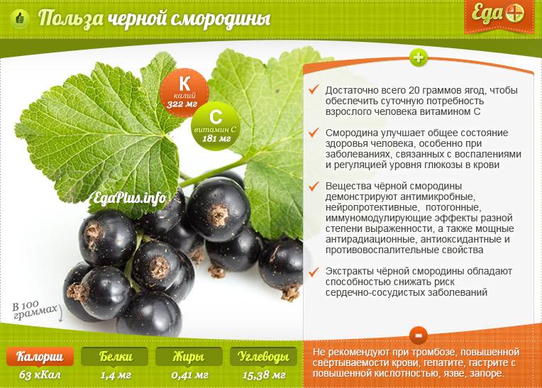 Красная и черная смородина: хранение на зиму | мамоведия - о здоровье и развитии ребенка