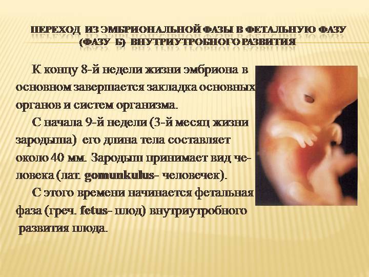ᐉ формирование плаценты при беременности на какой неделе. что такое плацента. нарушения развития плаценты - ➡ sp-kupavna.ru