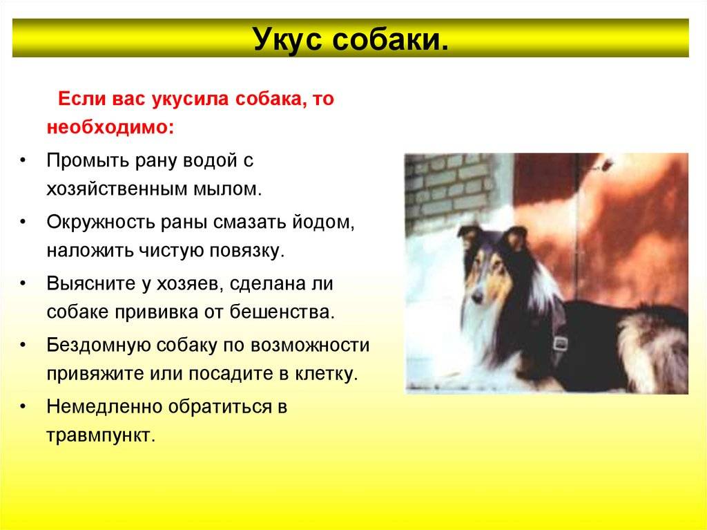 Что делать, если укусила домашняя собака: до крови, привитая или нет