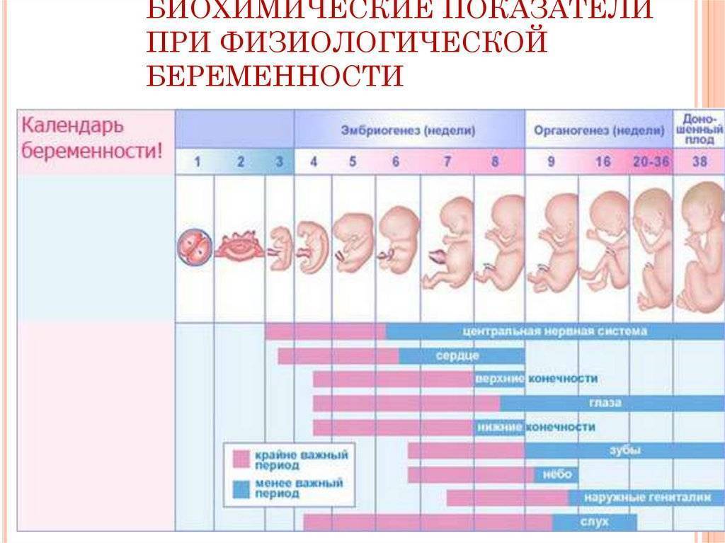 Беременность после анэмбрионии - вопрос гинекологу - 03 онлайн
