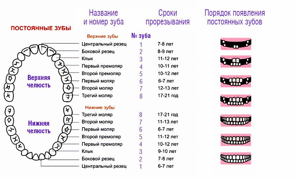 Анатомия детских зубов