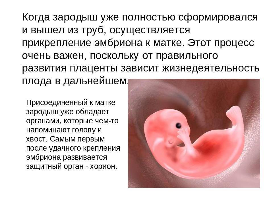 Симптомы прикрепления эмбриона к матке