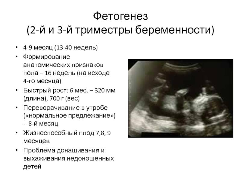 15 дней беременности после эко