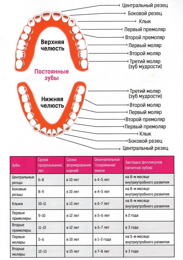 Какие зубы меняются у детей в первую очередь: сроки и схема смены молочных на постоянные | konstruktor-diety.ru