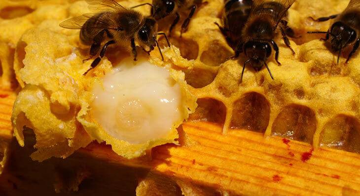 Маточное молочко (пчелиное) – свойства, польза, вред и противопоказания, как принимать, виды, отзывы