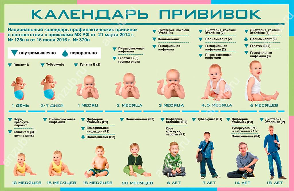 Календарь прививок по месяцам до 1 года: список и график плановой вакцинации детей в России