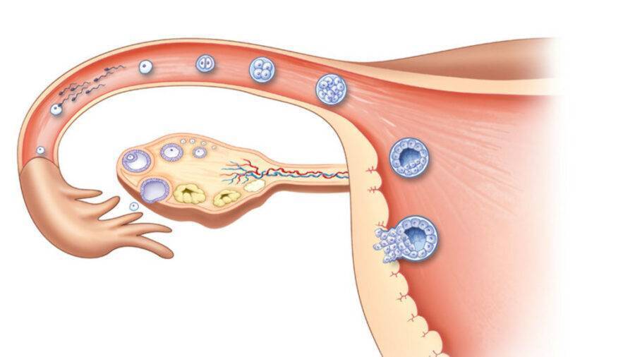 Симптомы при имплантации эмбриона | клиника «центр эко» в калининграде