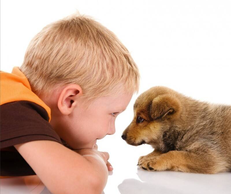 Почему собака напала на ребенка – причины агрессии к детям - про питомца