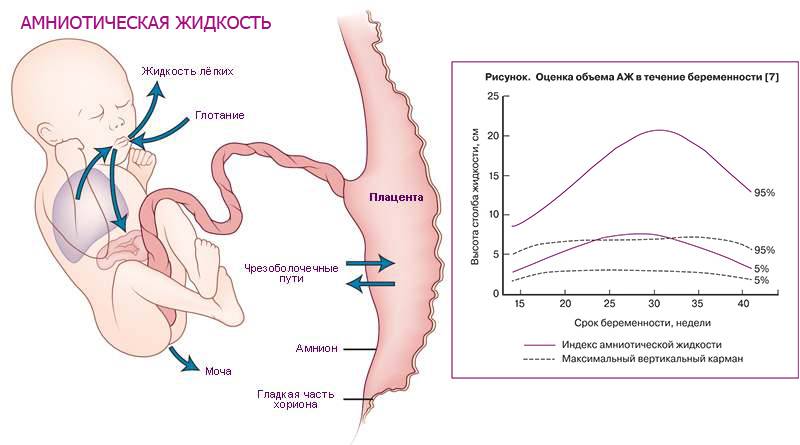 Оценка кровотока в системе мать-плацента-плод