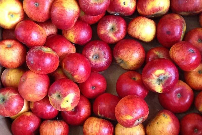 Яблоки при грудном вскармливании: печёные, зелёные и красные