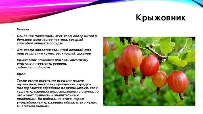 Крыжовник для детей - мамин советник