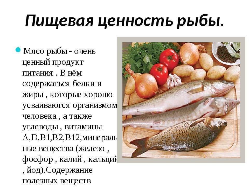 Как приготовить рыбу для первого прикорма: 5 рецептов рыбных блюд для детей с фото