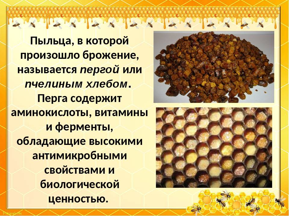 Свойства перги пчелиной - медицинский портал eurolab