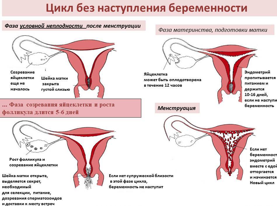 Уреаплазмоз у женщин при беременности: симптомы, лечение и последствия для ребенка