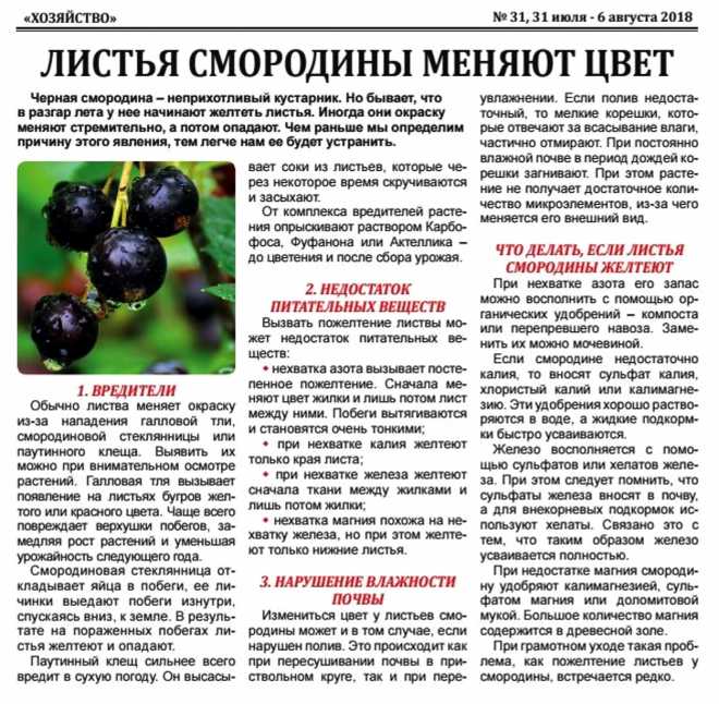     красная смородина: польза и вред для здоровья детей