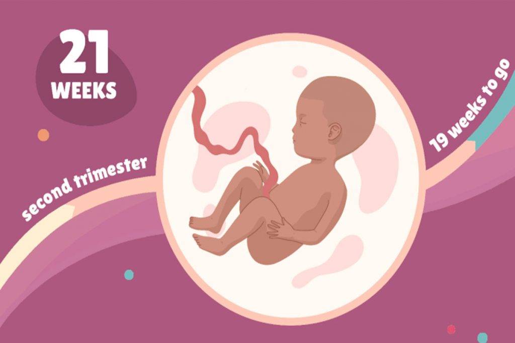 21 неделя беременности :: polismed.com