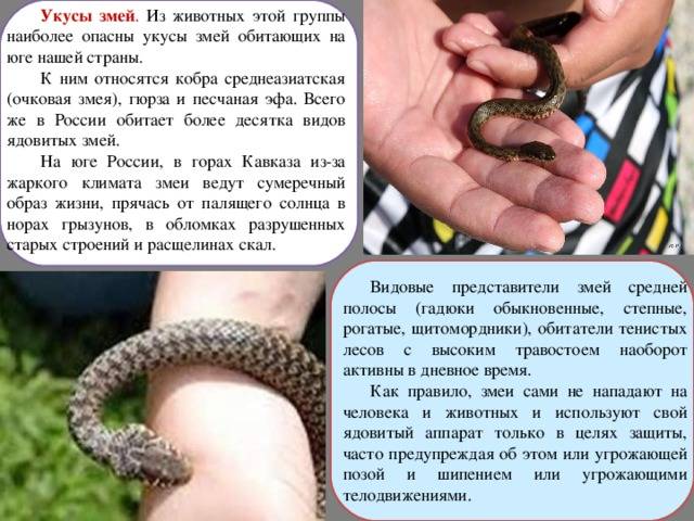 Правила поведения при укусах змей | гбуз республики крым