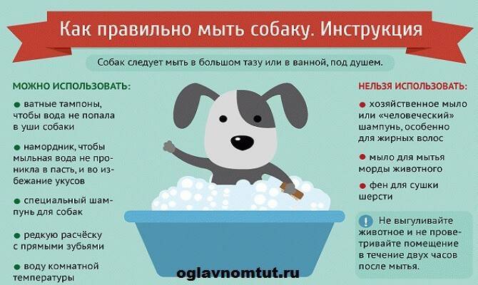 Собаки для семьи с ребенком: обзор 15 пород и правила выбора