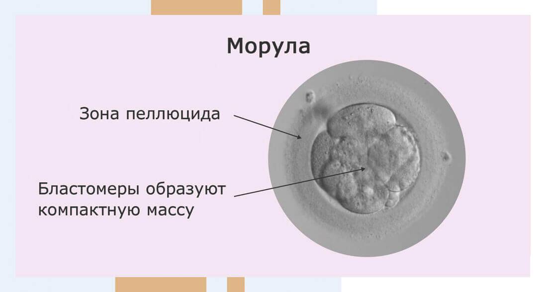 Культивирование эмбрионов