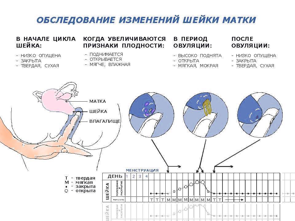 Что такое овуляция?