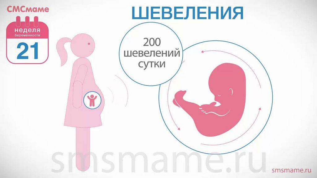 15 неделя беременности. календарь беременности   | материнство - беременность, роды, питание, воспитание